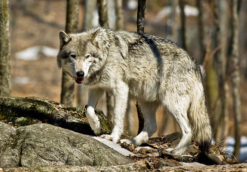loup 1